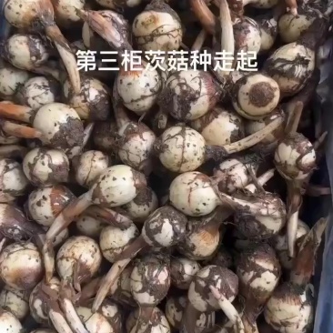 茨菇，慈姑