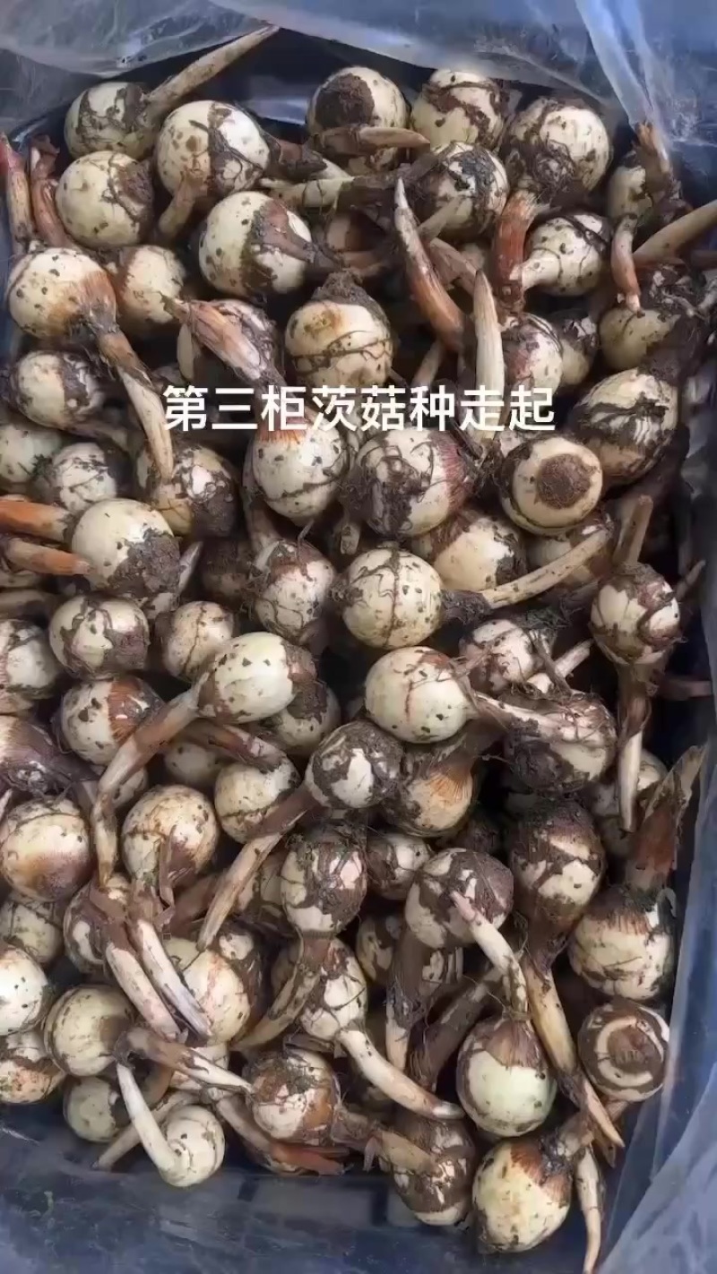 茨菇，慈姑