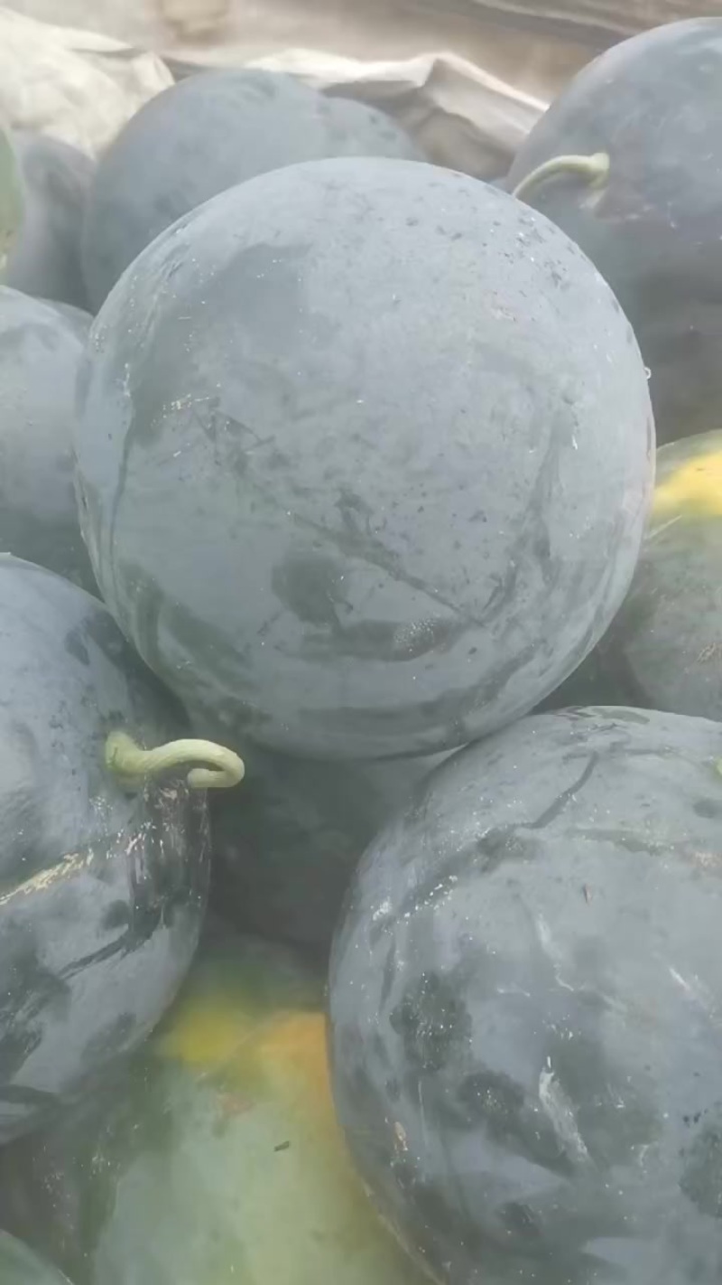 大量供货黑美人，绿黑无
