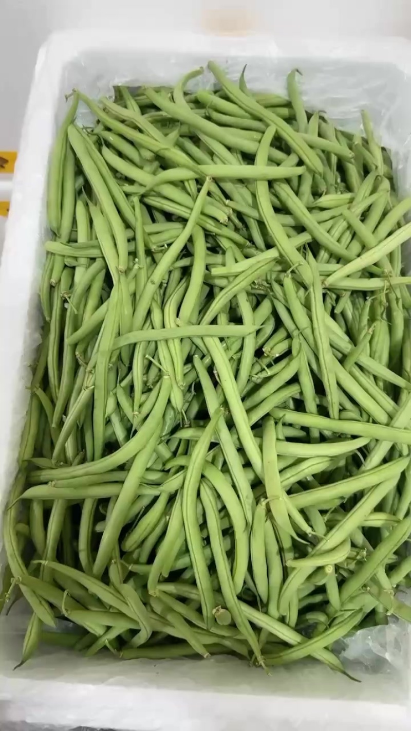 兰州青刀豆