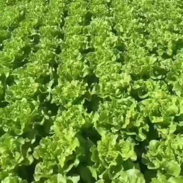 意大利生菜+0.7斤+精品生菜