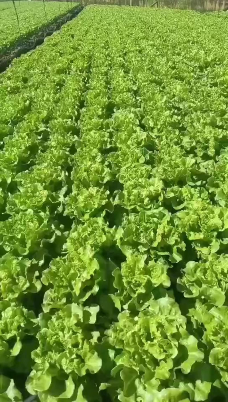 意大利生菜+0.7斤+精品生菜