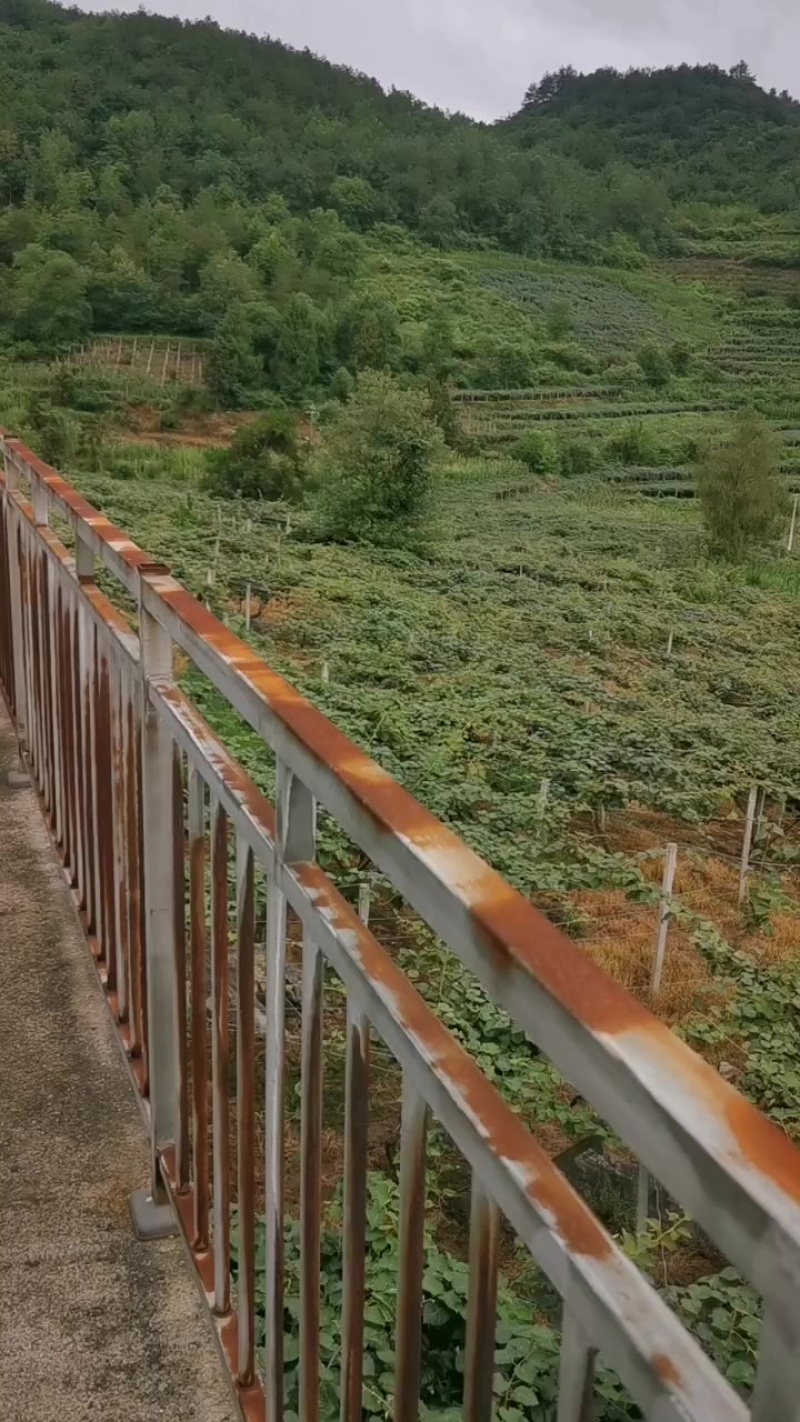 凤凰县绿心猕猴挑直产地直发货源充足