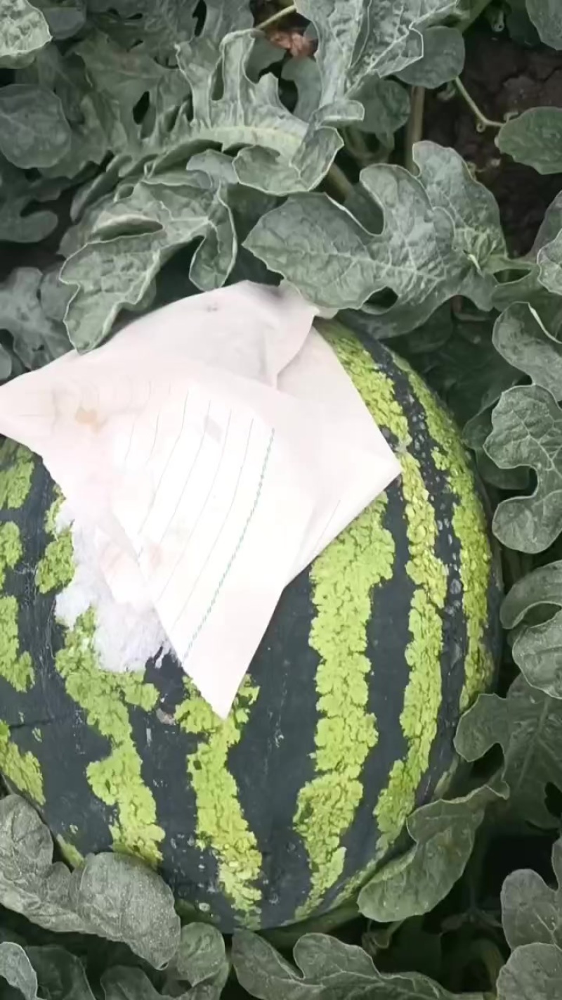 玉田精品甜王