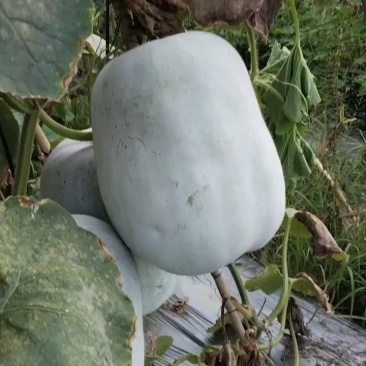 现摘