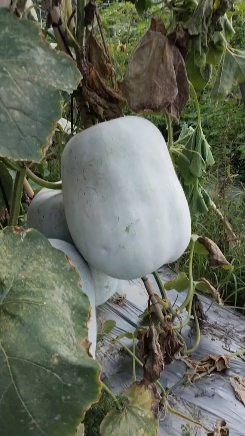 现摘