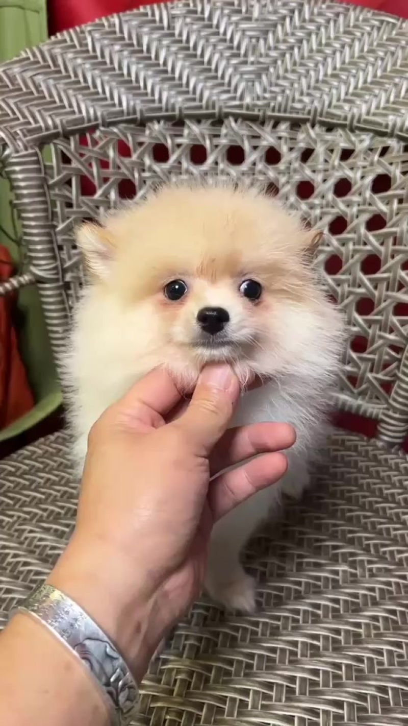 小博美