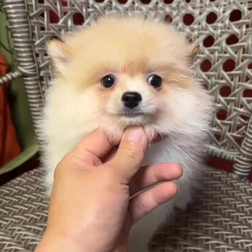 小博美