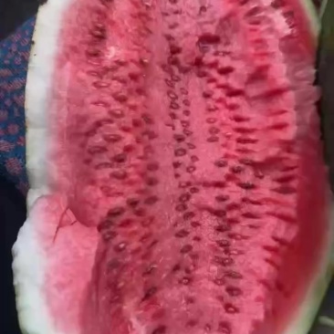 包甜种瓜二十多年