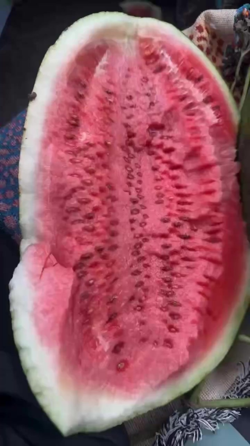 包甜种瓜二十多年