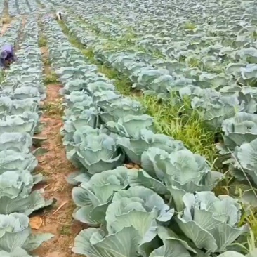 高山莲白菜