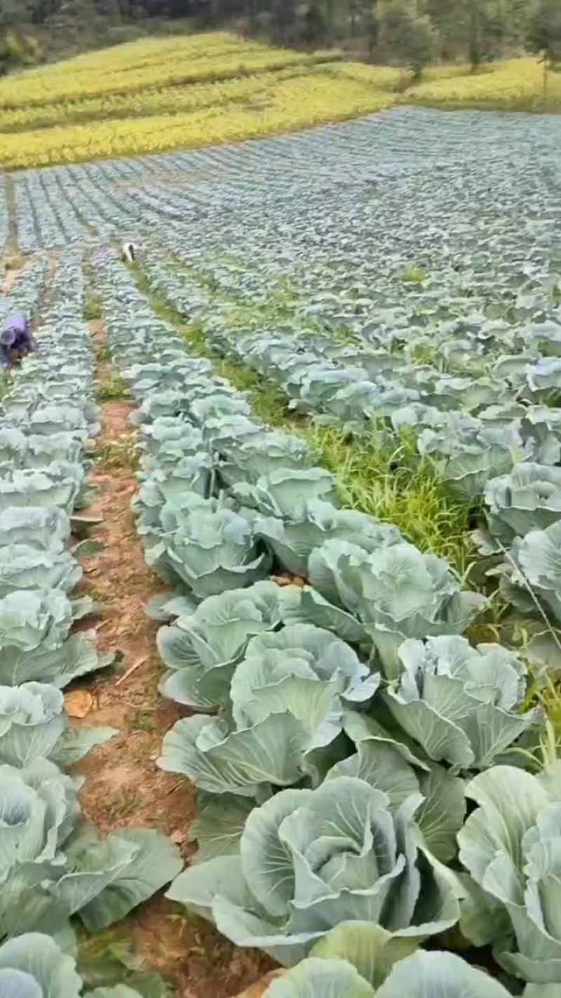高山莲白菜