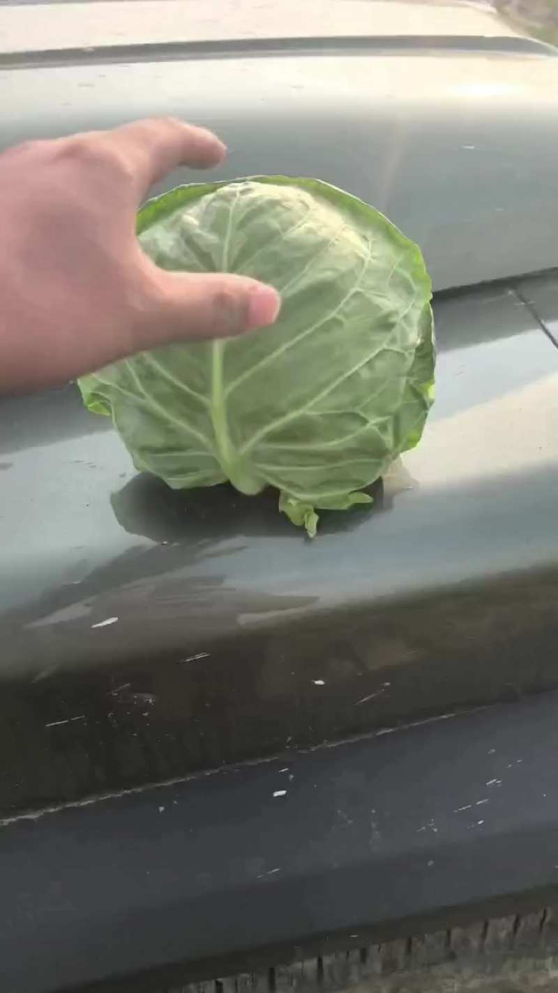 中甘甘蓝