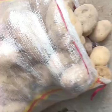 自家种的黄茬土豆有一万斤，有需要联系我，便宜