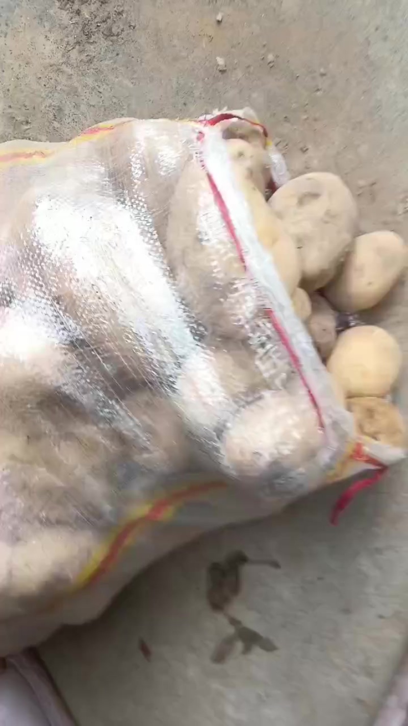 自家种的黄茬土豆有一万斤，有需要联系我，便宜