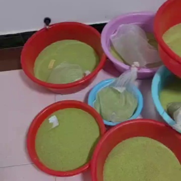 豆丹籽