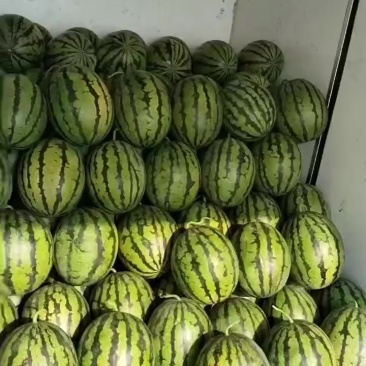 玉田天王西瓜