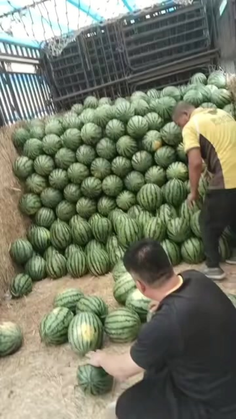 玉田天王西瓜