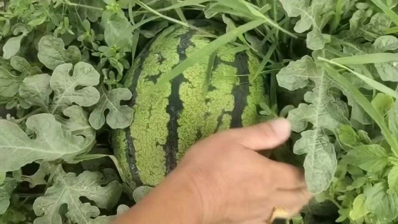 玉田天王西瓜