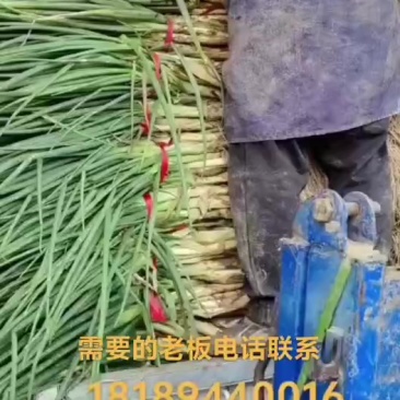 红葱青葱