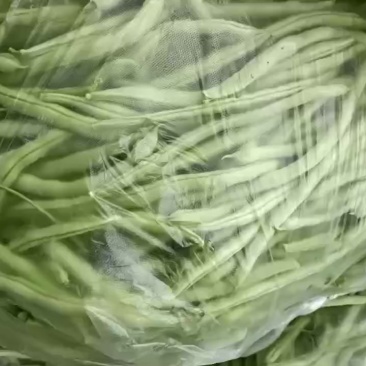 山西太原万亩豆角产区直供，欢迎合作