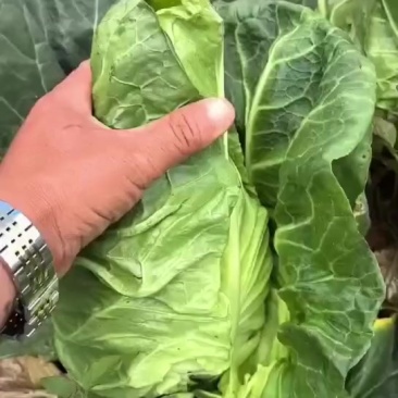 云南省昭通高山牛心甘蓝