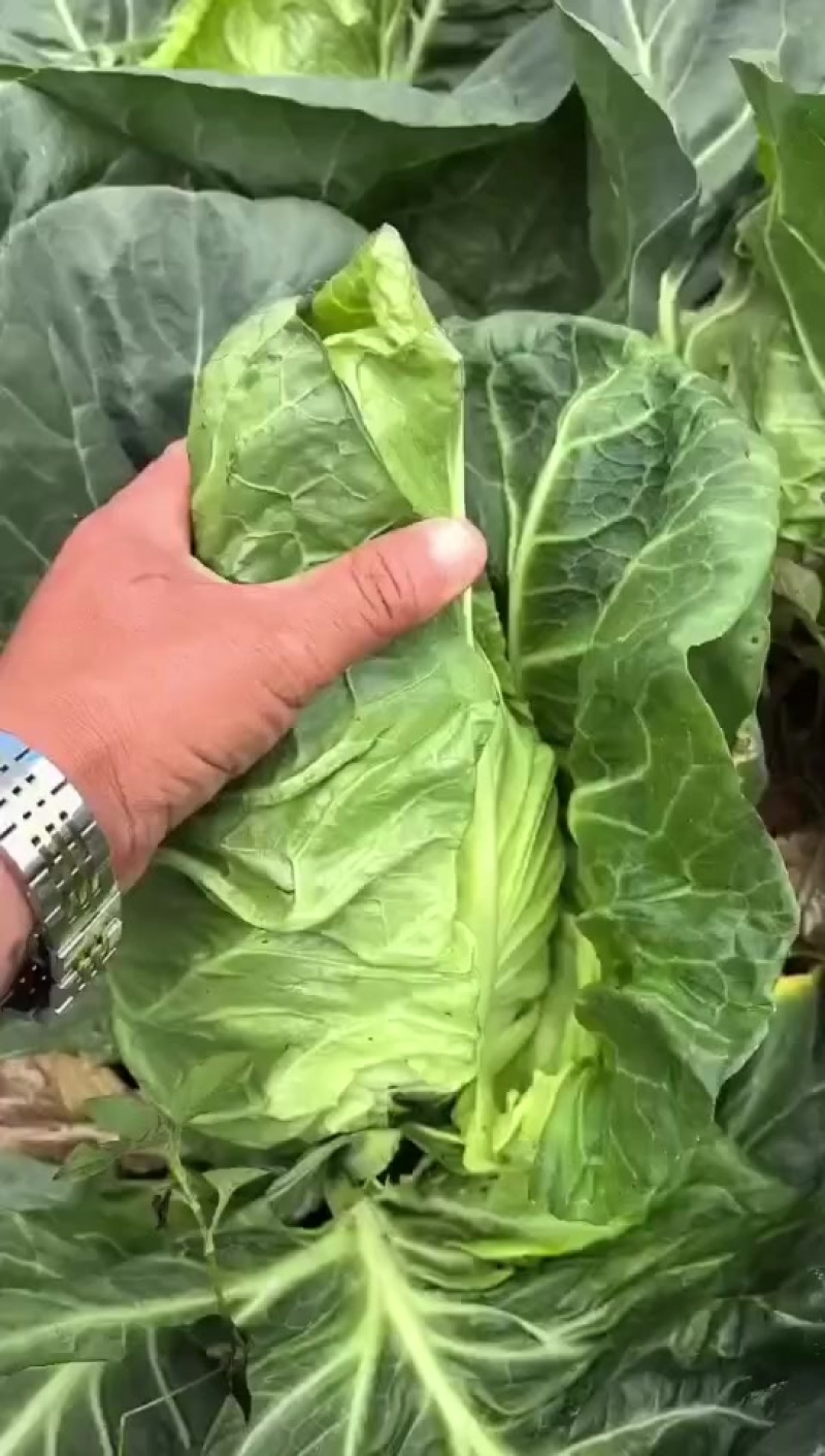 云南省昭通高山牛心甘蓝