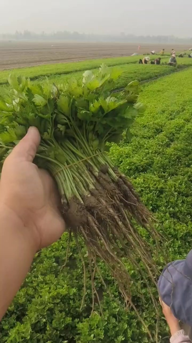 皇后西芹苗子