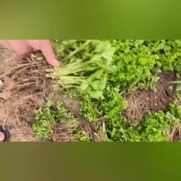 皇后西芹苗子