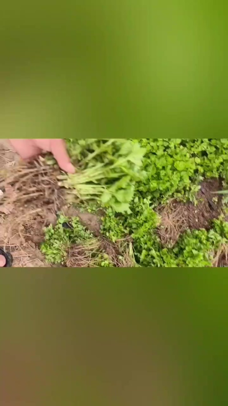 皇后西芹苗子