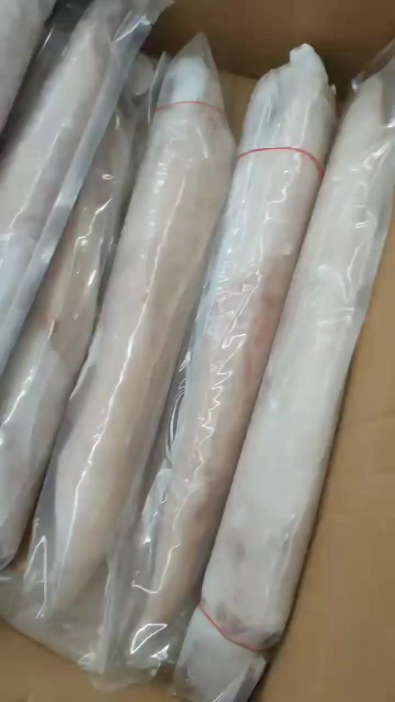 海捕鱿鱼