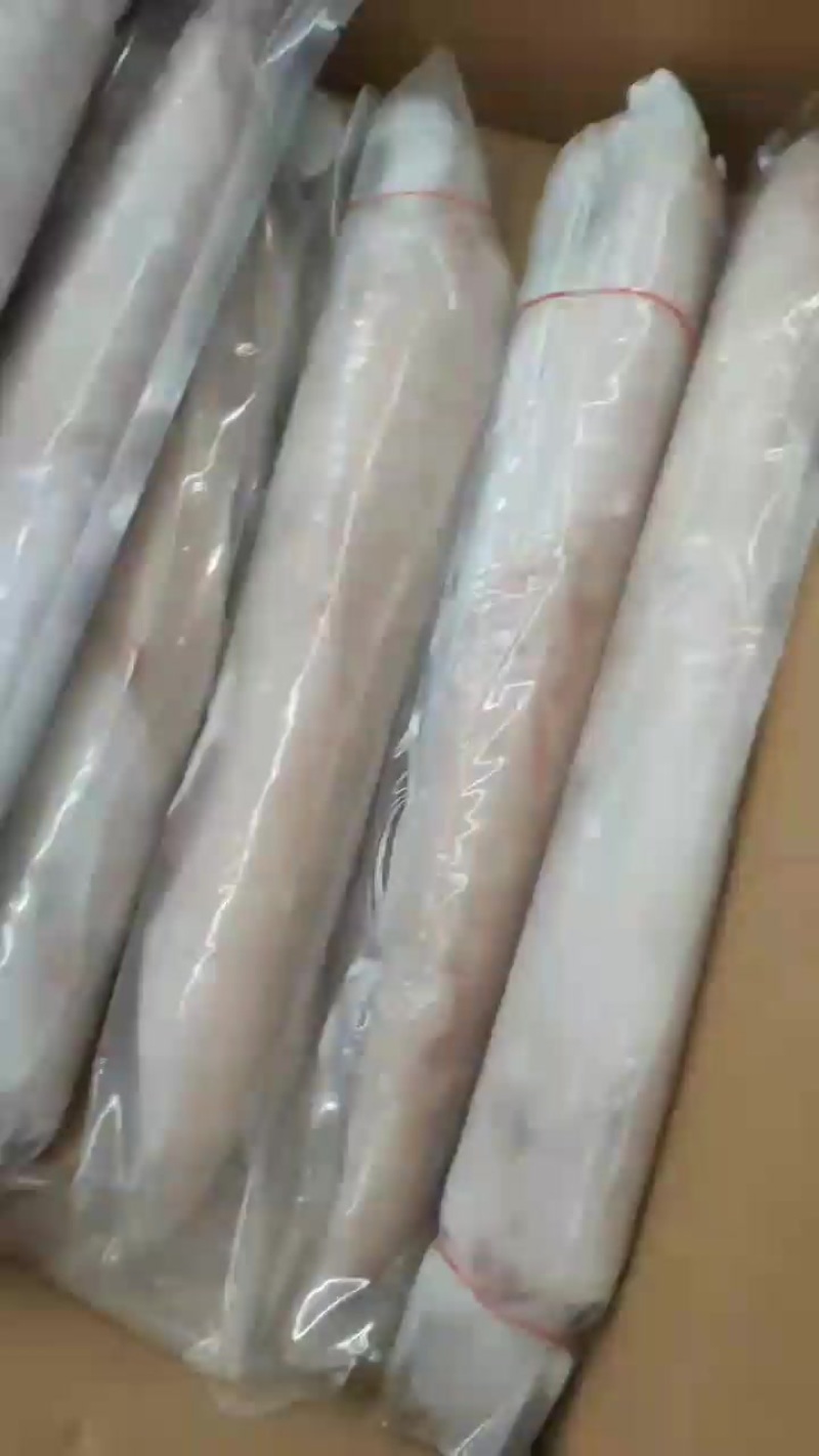 海捕鱿鱼