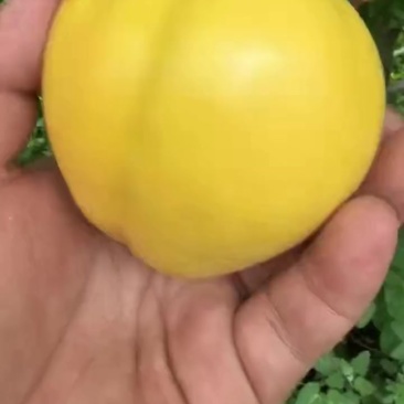 黄桃