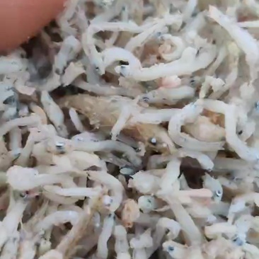 鱼，虾，螃蟹优质饵料鱼