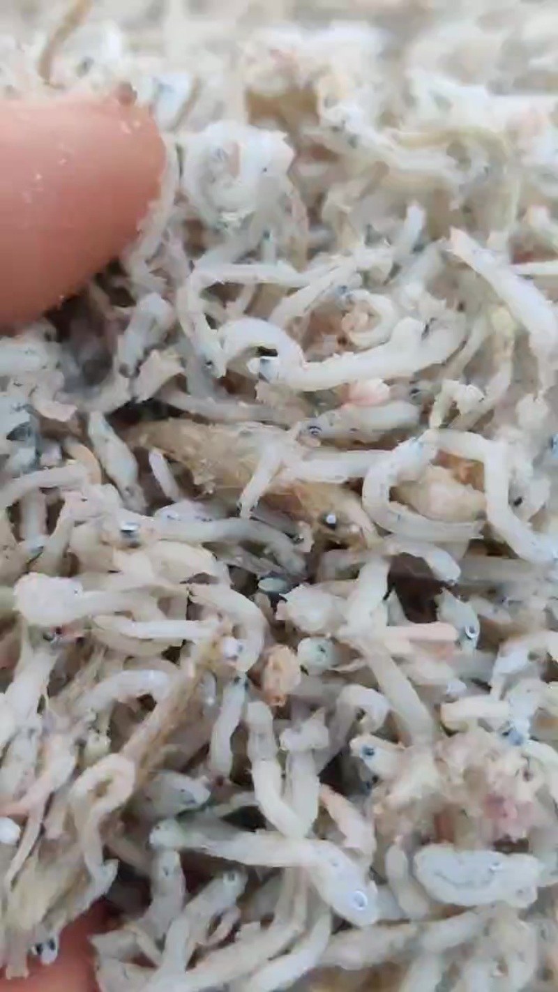 鱼，虾，螃蟹优质饵料鱼