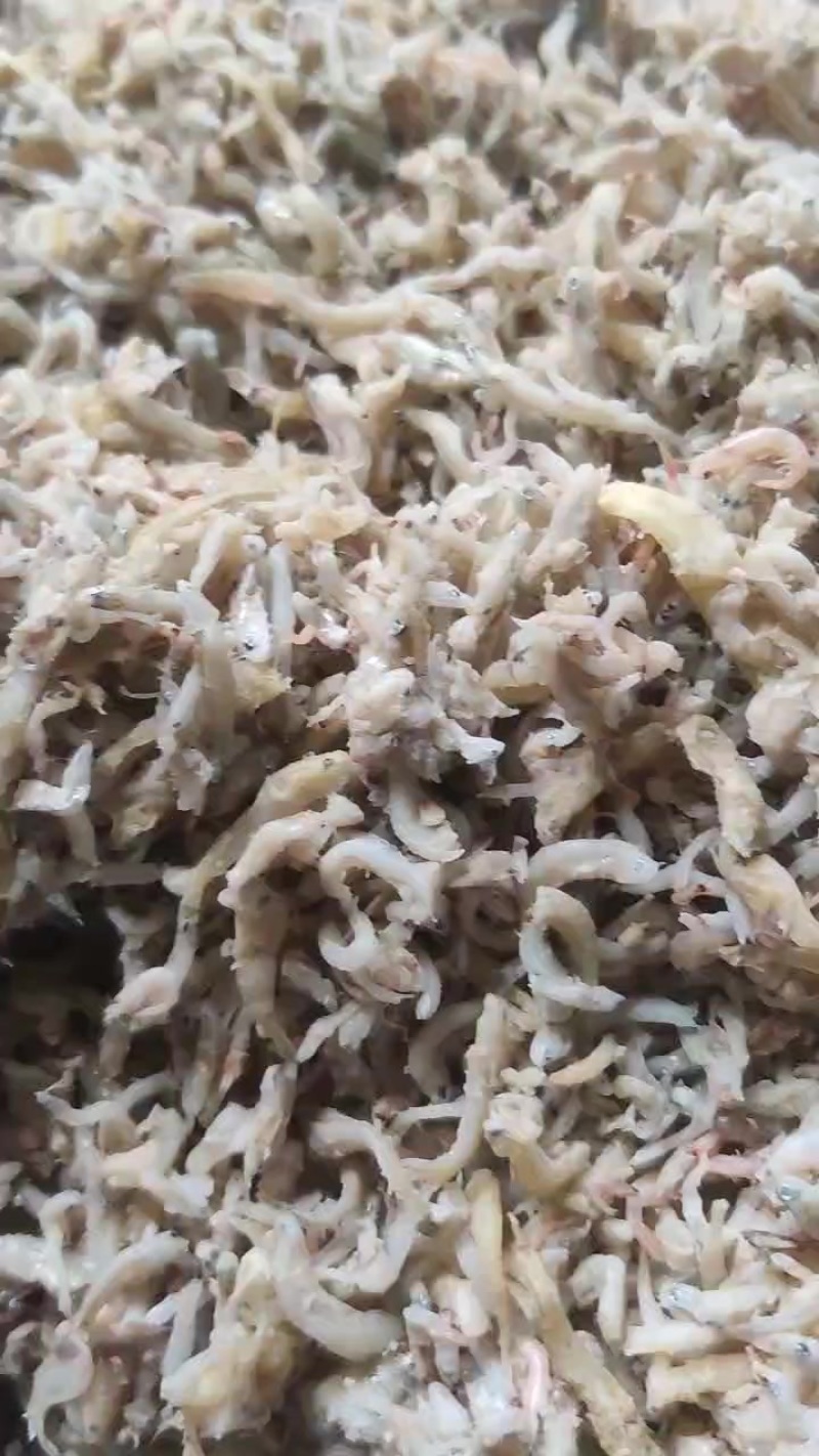 鱼，虾，螃蟹优质饵料鱼