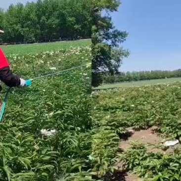 赤芍