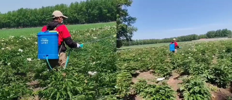 赤芍