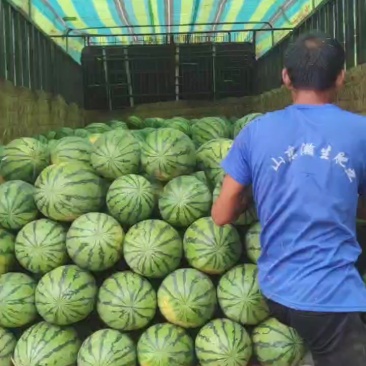 精品金城武西瓜价格不高想要的留联系方式
