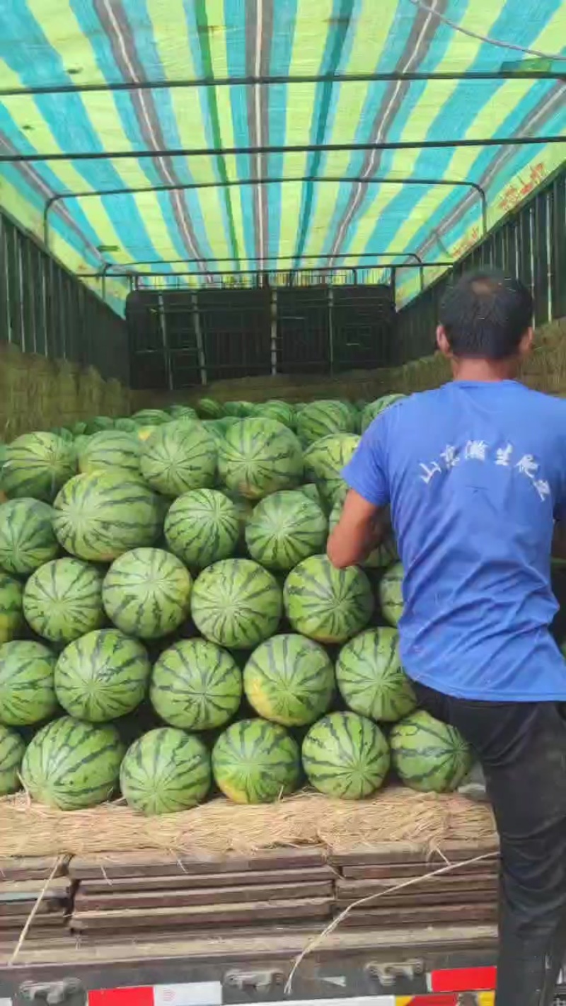 精品金城武西瓜价格不高想要的留联系方式
