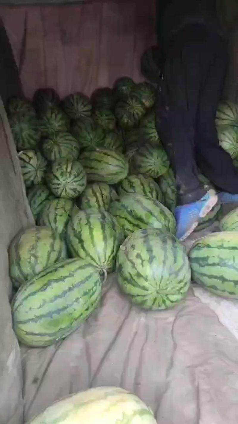 精品金城武西瓜价格不高想要的留联系方式