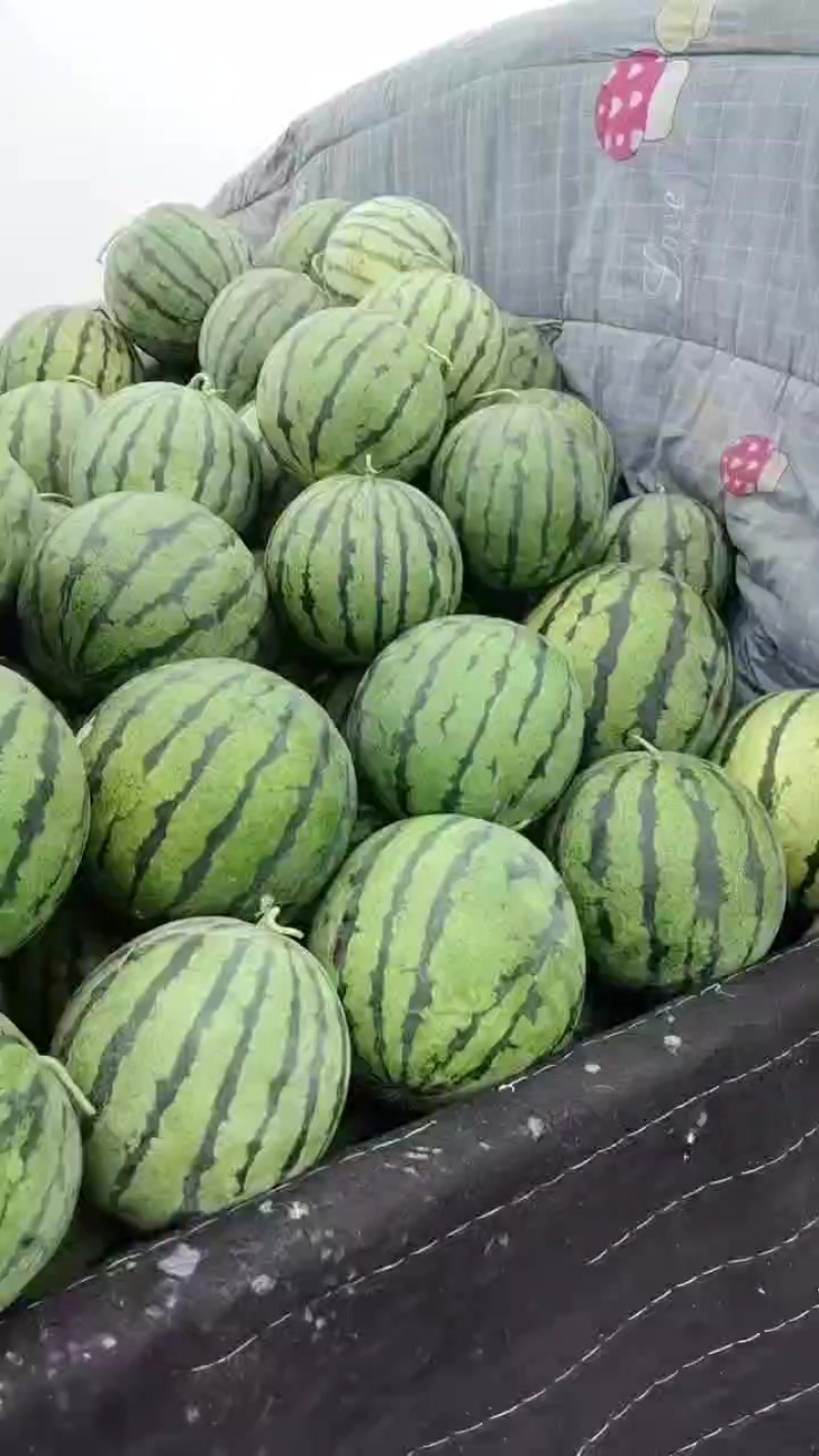 河北保定清苑县，品种有甜王，美都，麒麟，皮毛亮，熟度