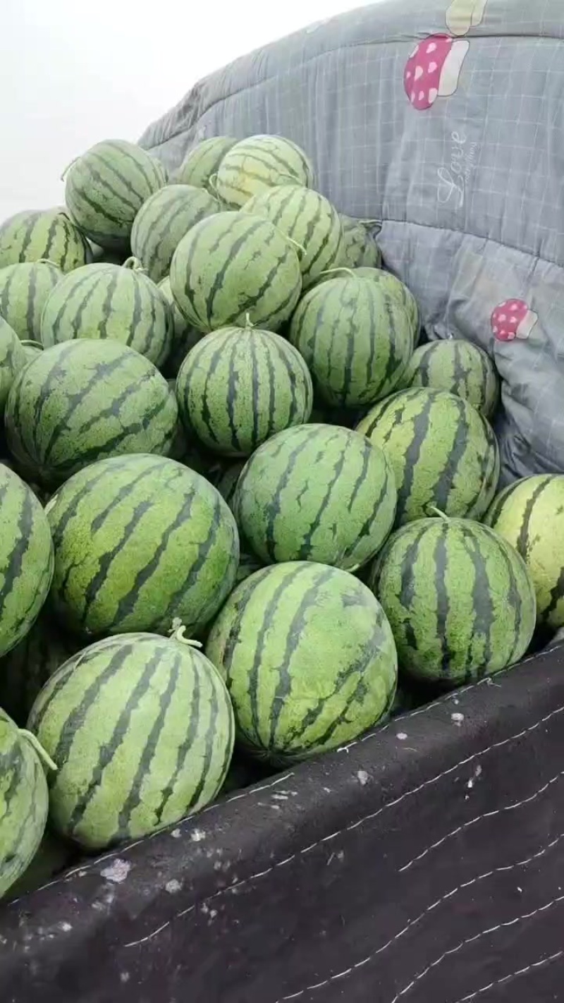 河北保定清苑县，品种有甜王，美都，麒麟，皮毛亮，熟度