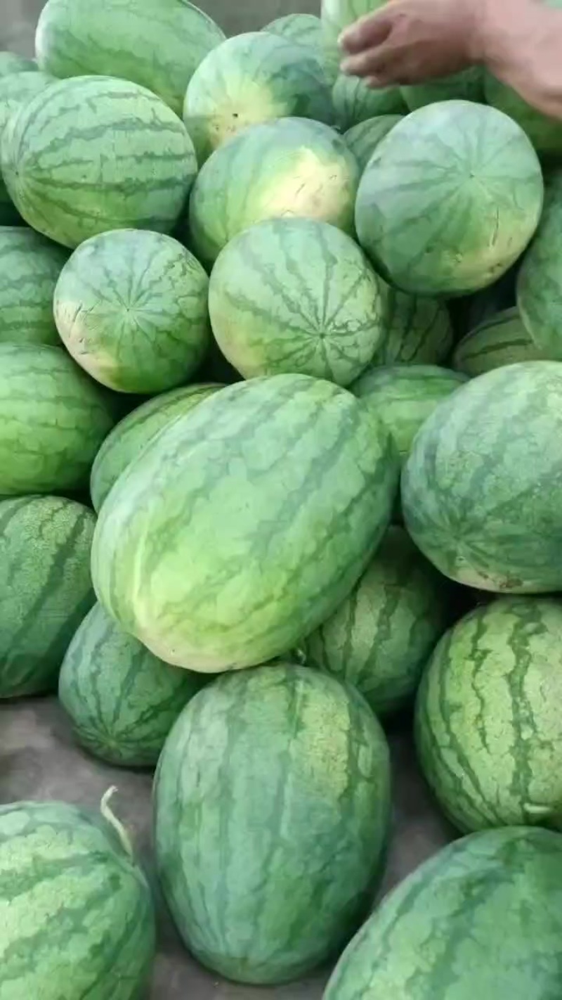 河北保定清苑县，品种有甜王，美都，麒麟，皮毛亮，熟度