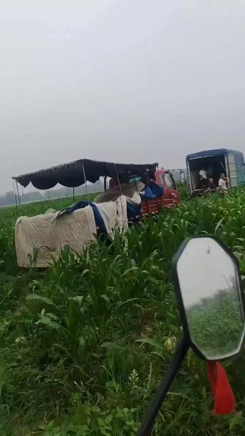 河北保定清苑县，品种有甜王，美都，麒麟，皮毛亮，熟度