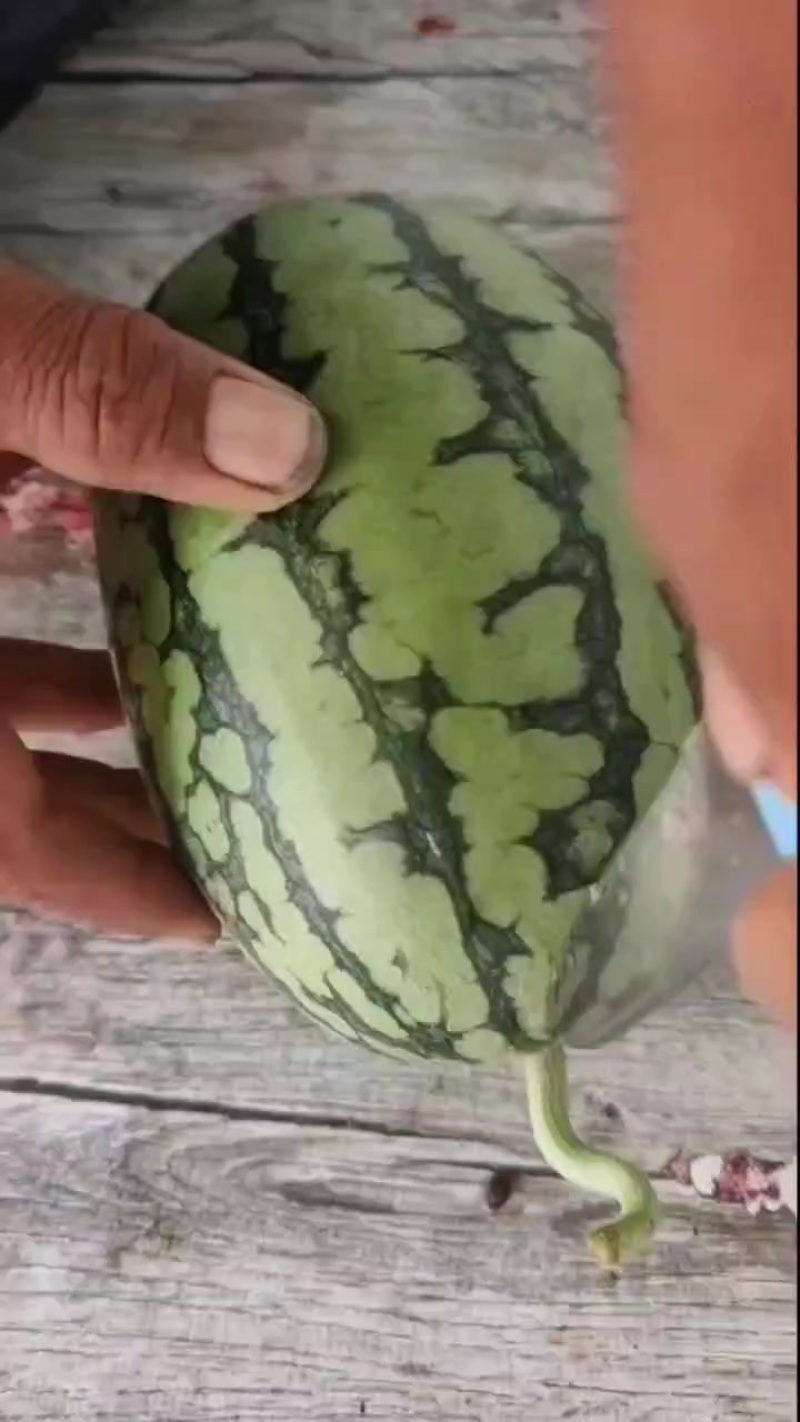 河北保定清苑县，品种有甜王，美都，麒麟，皮毛亮，熟度