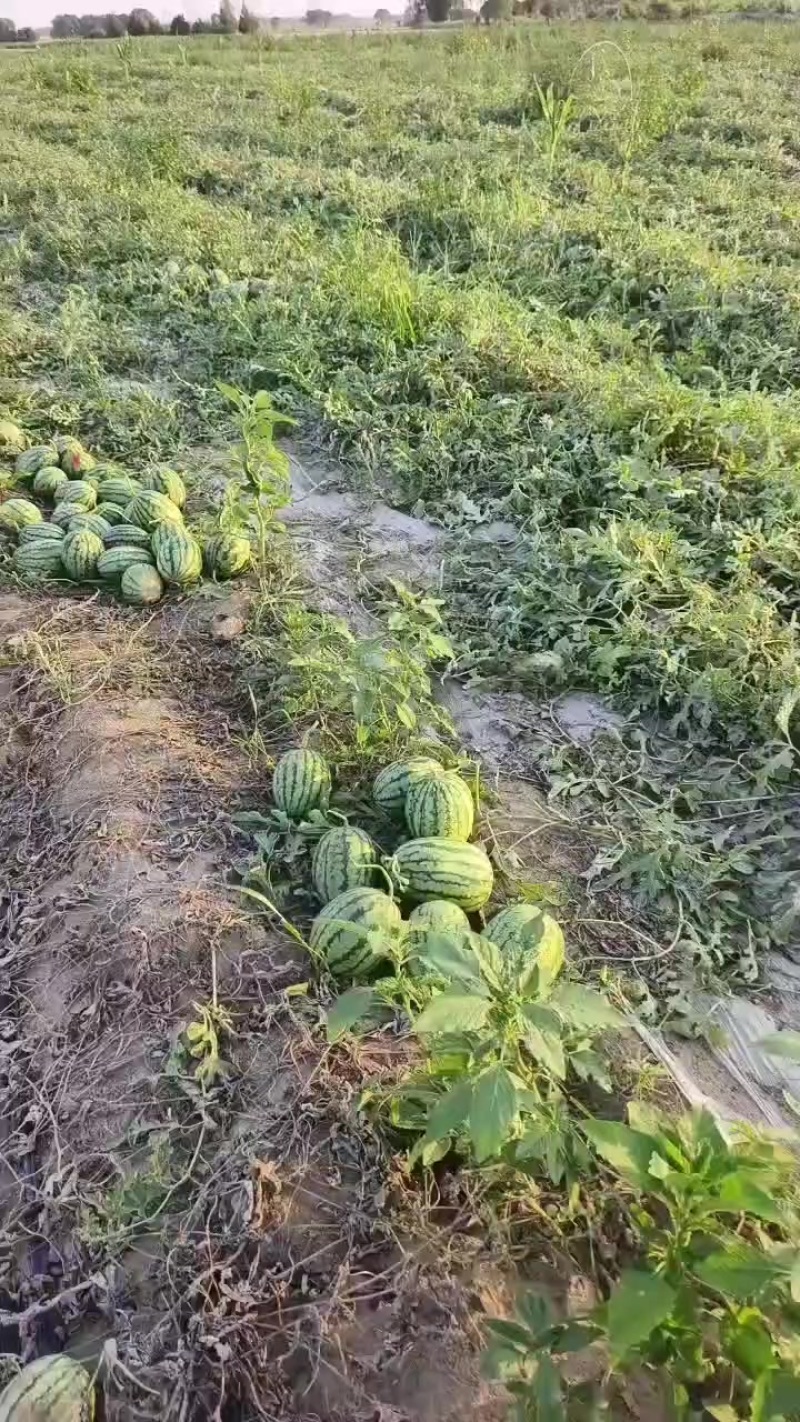 河北保定清苑县，品种有甜王，美都，麒麟，皮毛亮，熟度
