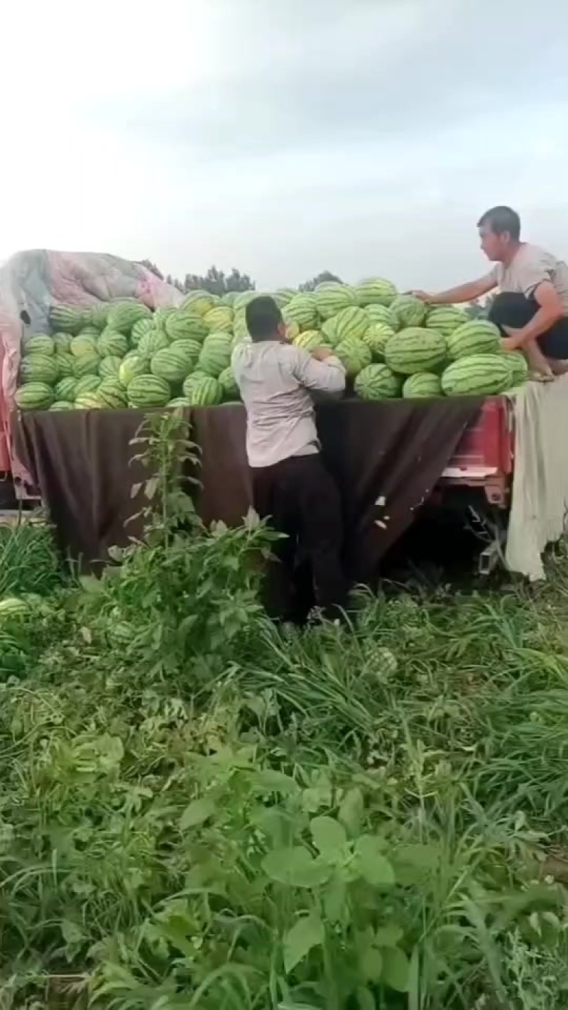 河北保定清苑县，品种有甜王，美都，麒麟，皮毛亮，熟度