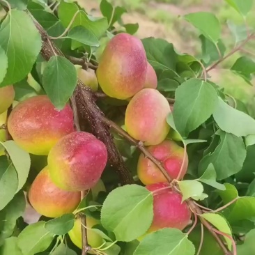 芒果杏