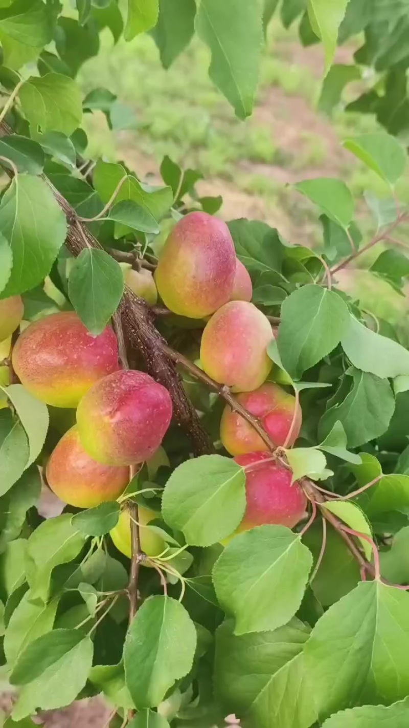 芒果杏